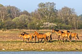 France,Somme,Baie de Somme,Le Crotoy,Henson horses in the Crotoy marsh in the Baie de Somme,this rustic and well adapted horse race was created by the breeders of the Baie de Somme