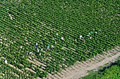 Frankreich,Gironde,Saint Julien Beychevelle,Arbeit in Weinbergen (Luftaufnahme)