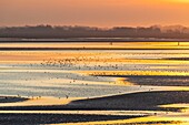 Frankreich,Somme,Baie de Somme,Le Crotoy,das Panorama auf die Baie de Somme bei Sonnenuntergang bei Ebbe, während viele Vögel zum Fressen in die Kriechgänge kommen