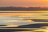 France,Somme,Baie de Somme,Le Crotoy,the panorama on the Baie de Somme at sunset at low tide while many birds come to feed in the creeps