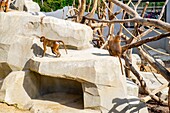 Frankreich,Paris,Zoologischer Park von Paris (Vincennes Zoo),die Macquaques