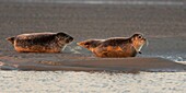 Frankreich,Pas de Calais,Cote d'Opale,Authie Bay,Berck sur mer,Seehund (Phoca vitulina) bei Ebbe auf Sandbänken ruhend