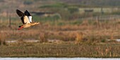 France,Somme,Baie de Somme,Le Crotoy,Egyptian Goose (Alopochen aegyptiaca) in flight