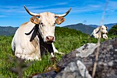France,Pyrenees Atlantiques,Basque Country,Saint Etienne de Baigorry region,cow
