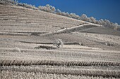 Frankreich,Bas Rhin,Elsässische Weinberge im Winter am Fuße der Burg von Haut Koenigsbourg