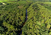 Frankreich,Gironde,Val de L'Eyre,Parc Naturel Régional des Landes de Gascogne,Salles,Fluss Leyre,Kanufahren auf dem Fluss (Luftaufnahme)