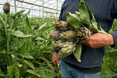 France,Pyrenees Orientales,Torreilles,Sanchez Jose Marie,Farmer,Artichokes of Roussillon (IGP),Purple artichoke harvest in the greenhouse