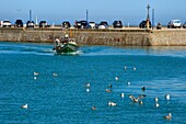 Frankreich,Seine-Maritime,Cote d'Albatre (Alabasterküste),Pays de Caux,Saint Valery en Caux,Fischerboot beim Einlaufen in den Hafen