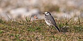 France,Somme,Ault,Wagtail (Motacilla alba White Wagtail) in the gravelly lawns of Hâble d'Ault