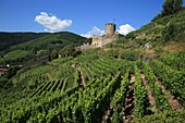 France,Haut Rhin,Route des Vins d'Alsace,Village of Kaysersberg,Castle Schlossberg