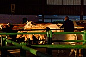 France,Seine Maritime,Forges les eaux,livestock market (mainly cows)