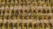 France,Alpes de Haute Provence,Brunet,almond field (aerial view)