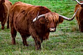 Frankreich,Landes,Arjuzanx,auf dem Gelände eines ehemaligen Braunkohletagebaus entstanden, beherbergt das nationale Naturschutzgebiet Arjuzanx Kraniche und die Hochlandkuh, die im schottischen Hochland beheimatet ist