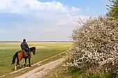 France,Somme,Baie de Somme,Saint Valery sur Somme,Cape Hornu,rider in the salted meadows.