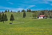 France,Jura,Les Moussieres,landscape of the Bellecombe valley dotted with alpine farms