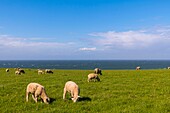 France,Pas de Calais,Opal Coast,Great Site of the two Caps,sheep on the site of Cap Gris Nez