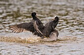 Frankreich,Somme,Bucht von Somme,Naturreservat der Bucht von Somme,Saint-Quentin-en-Tourmont,Ornithologischer Park von Marquenterre,Kampf zwischen Blässhühnern (Fulica atra - Blässhuhn): wenn sich die Blässhühner im Frühjahr zum Brüten niederlassen, kommt es zu zahlreichen Konflikten um die Verteidigung des Reviers mit Individuen, die keinen Partner gefunden haben