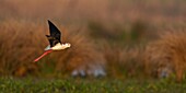 France,Somme,Baie de Somme,Baie de Somme Nature Reserve,Le Crotoy,White Stilt (Himantopus himantopus Black winged Stilt) in flight