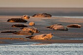 France,Pas de Calais,Cote d'Opale,Authie Bay,Berck sur mer,common seal (Phoca vitulina) resting on sandbanks at low tide
