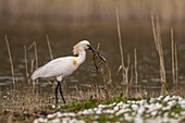 France,Somme,Baie de Somme,Baie de Somme Nature Reserve,Marquenterre Ornithological Park,Saint Quentin en Tourmont,Spoonbill (Platalea leucorodia Eurasian Spoonbill) who picks on the islands of the pond materials for nest building in the nearby heronry