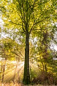 Frankreich,Somme,Wald von Crécy,Crécy-en-Ponthieu,Der Wald von Crécy und seine Buchen, die für die Qualität ihres Holzes berühmt sind (die Weißbuche von Crécy),im Frühherbst,während die Sonnenstrahlen den Nebel durchdringen