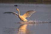 Frankreich,Somme,Baie de Somme,Le Crotoy,Crotoy Marsh,Höckerschwan (Cygnus olor), der im Frühjahr sein Revier verteidigt und Eindringlinge jagt