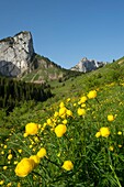 France,Haute Savoie,massif des Bornes,Glieres plateau,hiking in the valley of Pré de Vaudé and troll flowers in front of the rock Parnal