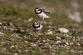 Frankreich,Somme,Bucht der Somme,Cayeux-sur-mer,Der Hâble d'Ault,Flussregenpfeifer (Charadrius hiaticula) bei der Paarung im Frühjahr