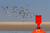 France,Somme,Baie de Somme,Oystercatcher (Haematopus ostralegus Eurasian Oystercatcher) flight dislodged by the rising tide
