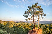 France,Vaucluse,regional natural park of Luberon,Roussillon,labeled the most beautiful villages of France with maritime pines (Pinus pinaster) in the foreground