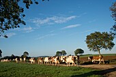 Frankreich,Jura,Arbois,Herden von Montbeliard-Kühen auf Tabletts zur Aufzucht