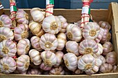 Frankreich,Tarn,Lautrec,Geschäft La Ferme du Village,Verkauf von lokalen Produkten,Lautrec Knoblauch