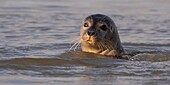 France,Pas de Calais,Cote d'Opale,Authie Bay,Berck sur mer,common seal (Phoca vitulina) swimming