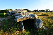 France,Morbihan,Carnac,row of megalithic standing stones at Kermario