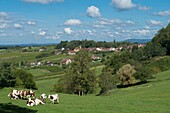 Frankreich,Jura,Arbois,das Dorf Montigny les Arsures und eine Herde von Montbeliarde-Kühen