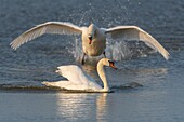 Frankreich,Somme,Baie de Somme,Naturreservat der Baie de Somme,Le Crotoy,Territorialkonflikt zwischen Höckerschwänen (Cygnus olor),der in diesem Teich nistende Schwan jagt alle Eindringlinge