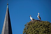 France,Haut Rhin,Alsace Wine Route,Rouffach,Notre Dame church,stork nest and stork couple