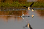 Frankreich,Somme,Baie de Somme,Naturreservat Baie de Somme,Le Crotoy,Stelzenläufer (Himantopus himantopus Schwarzflügelstelzen) Territorialkonflikt und Kämpfe