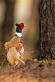 France,Somme,Baie de Somme,Baie de Somme Nature Reserve,Marquenterre Ornithological Park,Saint Quentin en Tourmont,Common Pheasant (Phasianus colchicus)