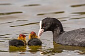 France,Somme,Bay of Somme,Natural Reserve of the Bay of Somme,Saint-Quentin-en-Tourmont,Marquenterre Ornithological Park,Coot (Fulica atra - Eurasian Coot): feeding of young brood by the adults who seek plants at the bottom of the water for their chicks or give them insects and larvae
