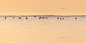 Frankreich,Somme,Bucht von Somme,La Molliere d'Aval,Cayeux sur Mer,Austernfischer (Haematopus ostralegus) im Flug entlang des Ufers