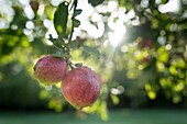 Frankreich,Morbihan,Brech,Apfel im Wintergarten des Ecomusee von St-Dégan