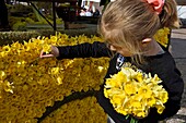 France,Vosges,Gerardmer,little girl,pricking flowers on a chariot,the day before the Fete des Jonquilles