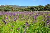 France,Corse du Sud,Pianotolli Cardarello,field of flowers