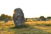 France,Morbihan,Carnac,megalithic site of Menec