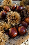 France,Var,Massif des Maures,Collobrières,chestnuts stripped of their bug