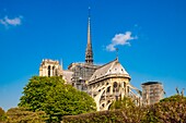 France,Paris (75),UNESCO World Heritage Site,Ile de la Cité,Notre-Dame Cathedral and renovation Scaffolding )