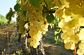 France,Tarn et Garonne,Moissac,Gilbert Lavilledieu producer of Chasselas de Moissac,the vines,close up of clusters of Chasselas