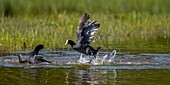 Frankreich,Somme,Bucht von Somme,Naturreservat der Bucht von Somme,Saint-Quentin-en-Tourmont,Ornithologischer Park von Marquenterre,Kampf zwischen Blässhühnern (Fulica atra - Blässhuhn): wenn sich die Blässhühner im Frühjahr zum Brüten niederlassen, kommt es zu zahlreichen Konflikten um die Verteidigung des Reviers mit Individuen, die keinen Partner gefunden haben