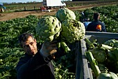 France,Pyrenees Orientales,Torreilles,Artichoke of Roussillon,Ludovic Combacal producer of Artichoke of Roussillon (IGP),harvest of artichokes in full field